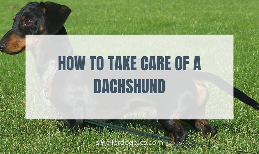 How to take care of a Dachshund – Everything you need to know!