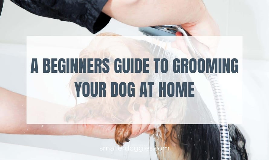 A Beginners Guide to Grooming your Dog at Home