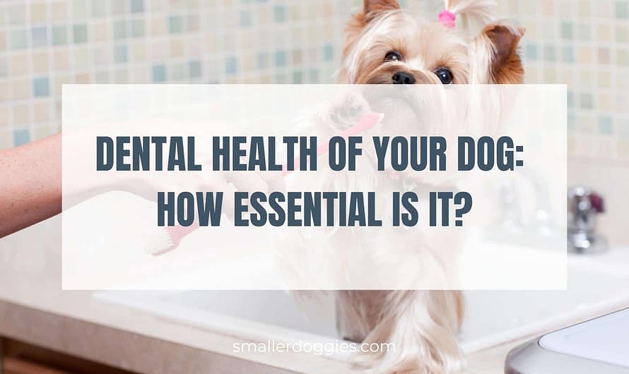 Dental Health of your dog: How essential is it?