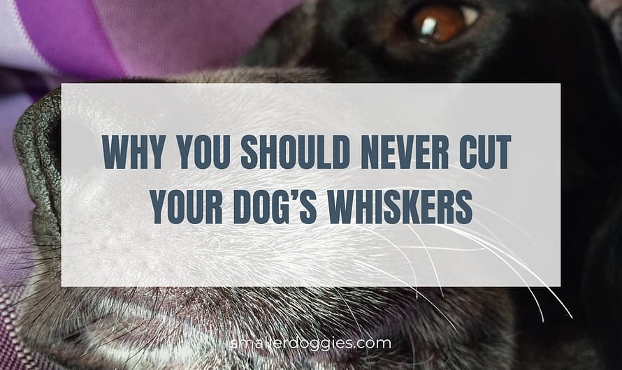 Why you should NEVER cut your dog’s whiskers