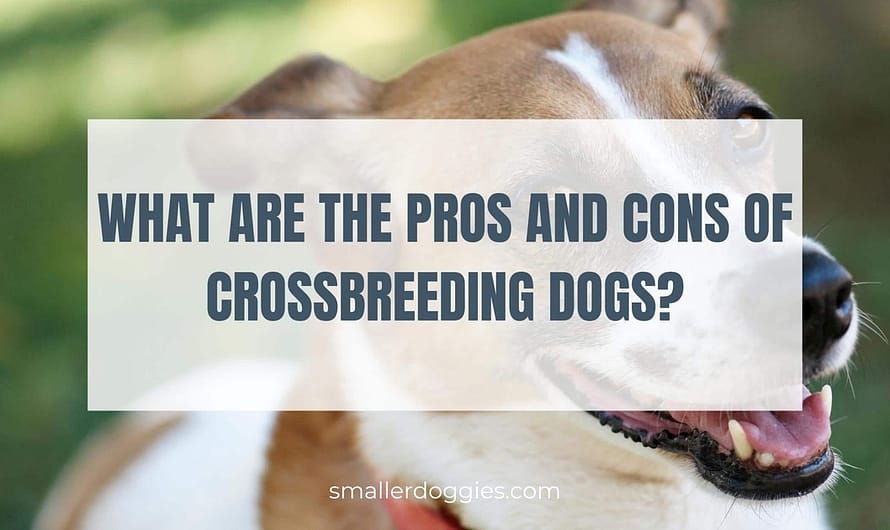 What are the pros and cons of crossbreeding dogs?