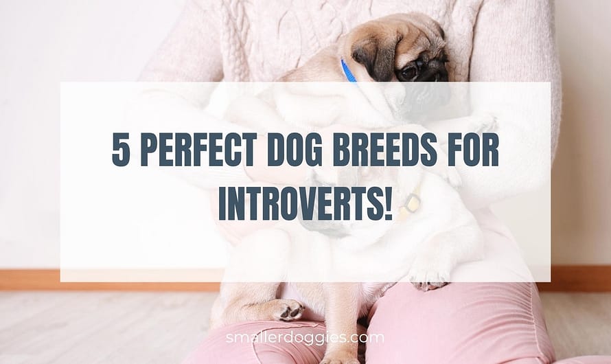 5 Perfect dog breeds for introverts!