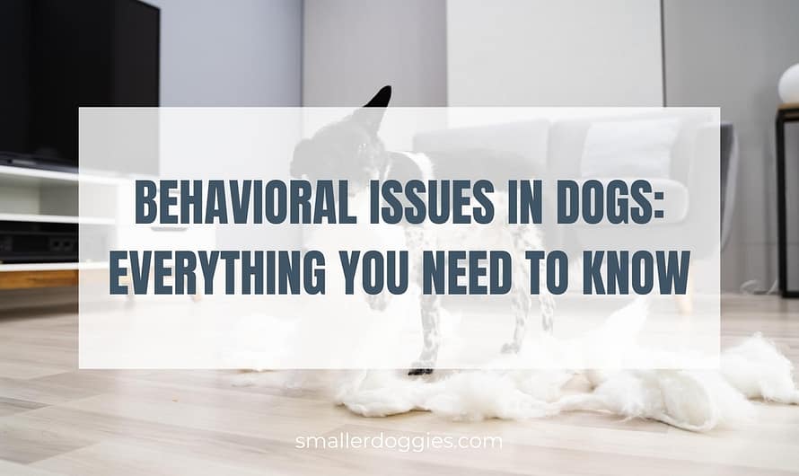 Behavioral issues in dogs: Everything you need to know