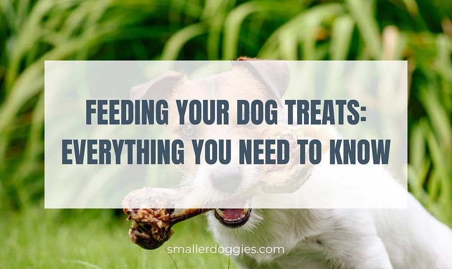 Feeding your dog treats: Everything you need to know