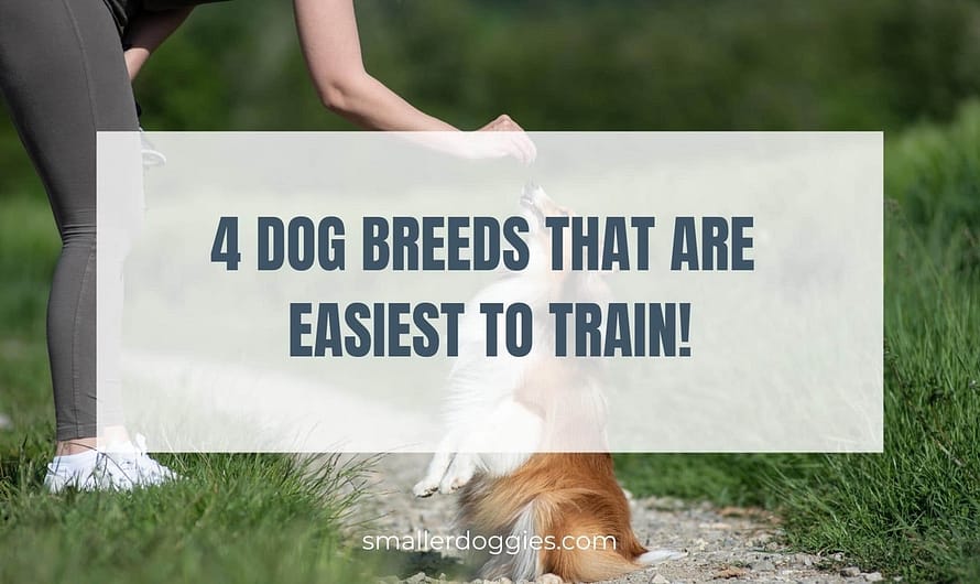 4 small dog breeds that are easy to train