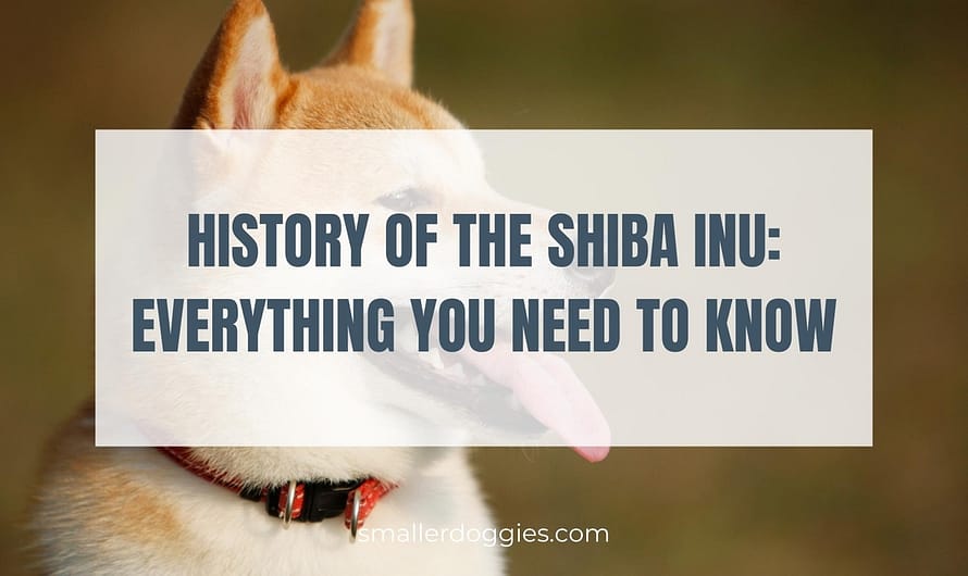 History of the Shiba Inu: Everything you need to know