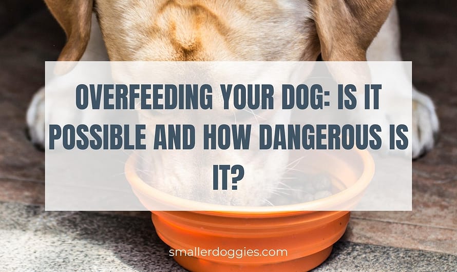 Overfeeding your dog: Is it possible and how dangerous is it?