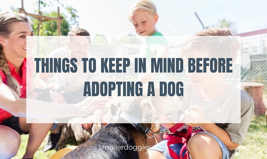 Things To Keep In Mind Before Adopting A Dog