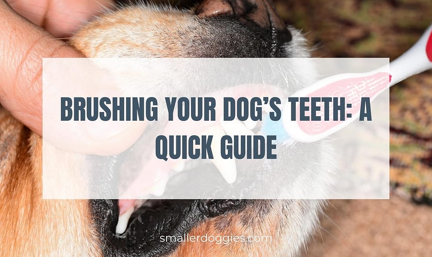 Brushing Your Dog’s Teeth: A Quick Guide