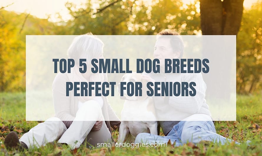 Top 5 Small Dog Breeds Perfect for Seniors