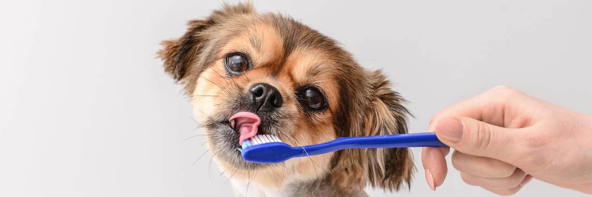 Brushing Your Dog's Teeth A Quick Guide Smaller Doggies